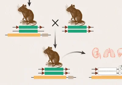 Infographic showing the breeding schematic to generate Cre-loxP tissue-specific knockout mice.
